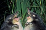 Lauching shrews