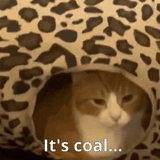 cat-orange-cat