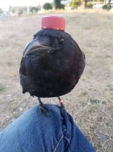 175060755491857055
