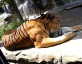Tiger Muscle