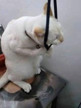 cat kys