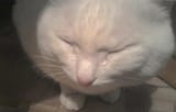 crying cat