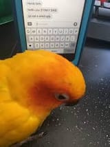 Birb