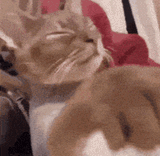 cat-kitty