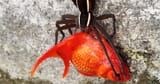 spider-eating-fish_page_2020-01-14