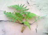 Samambaia_fern