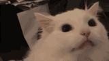 cat-scream