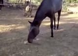 not a gif