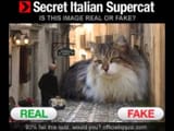 supercat