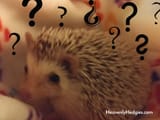 confused-about-hedgehog-care-facts