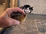 Tweetley
