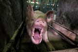 A-Letter-From-A-Farm-Animal-Photographer-For-The-New-Decade-5e09ebb121410__880