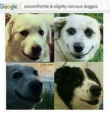 nervous doggos