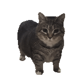 giphy-2478764383