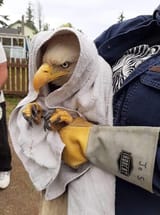 rescued bald eagle