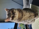 my moonie