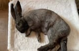 greybunsleep~2