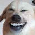 dog-keking-2