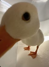duk