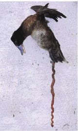 Manjuu Penis