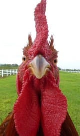 rooster