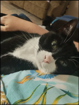 thiscatweighs20lbs