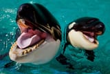 laughingorcas