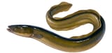 European-eel-1983999528