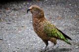 kea-bird-road-new-zealand-colourful-86055505-828501050