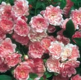 fairyrose
