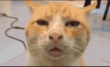 confused cat