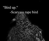 bird up