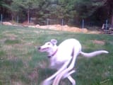 fast dog