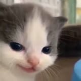 1728252255202703
