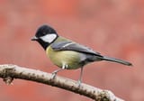 Great_tit_side-on