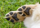lygus hands