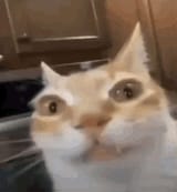 my zealot face