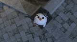 ffxiv_dx11 2024-08-08 17-17-54