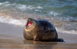 fatfucking seal