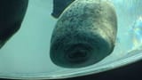 sealthedeal