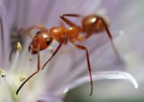 Red_Ant_-_March_2025