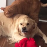 not too happy about cats