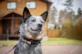 australian-cattle-dog-blue-heeler-guarding-house-close-up_114589-587