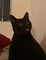 lackofthoughtblep