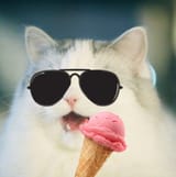 Summer Meowskers