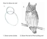 owl