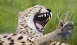 laughing cheetah