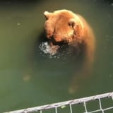 бульк_занашенский