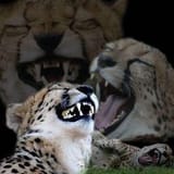 catlmao