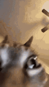 cat-insane